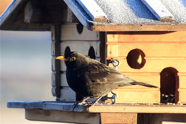 bird feeder station