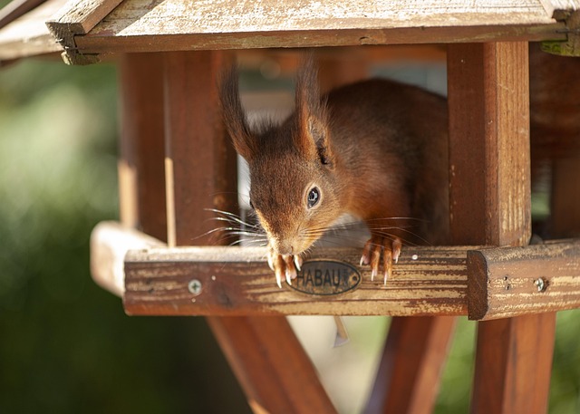bird feeder station