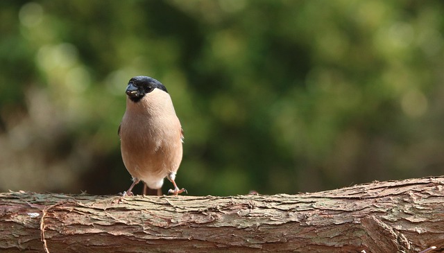 Bird Feeding Station UK