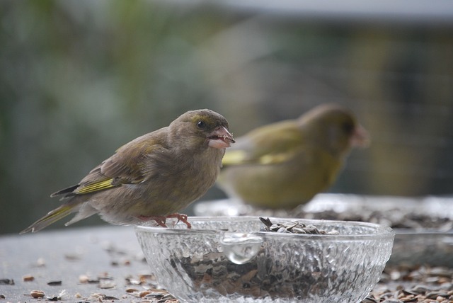 Bird Feeding Station UK