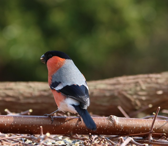 Bird Feeding Station UK