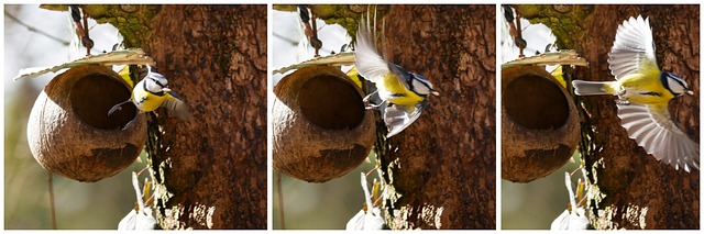 Bird feeding station with roof cover