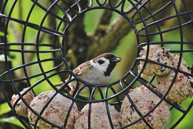 Bird feeding station with seed trays