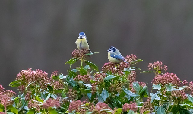 Bird feeding suet pellets wholesale UK