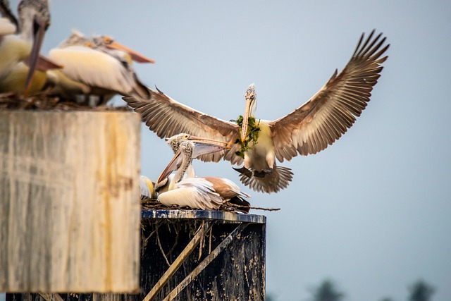Bird flying from unused nesting spot