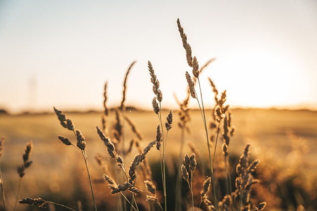 Bird food blend safe for wheat allergies