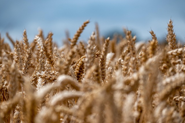 Bird food blend safe for wheat allergies