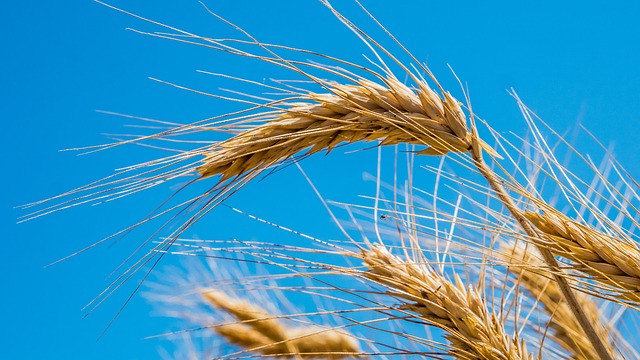Bird food blend safe for wheat allergies