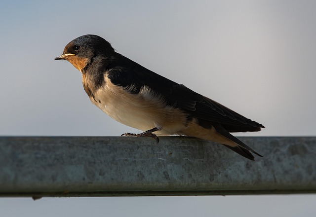 Bird food delivery boxes on doorstep