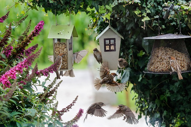 Bird food delivery with feathers on box