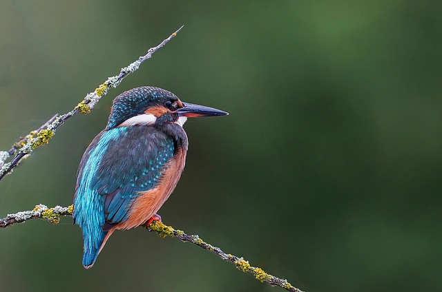 Bird food mix for sensitive birds