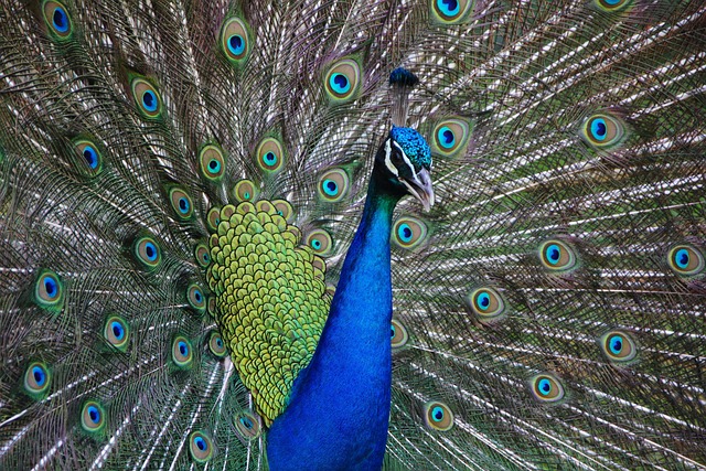 Bird food mix for sensitive birds