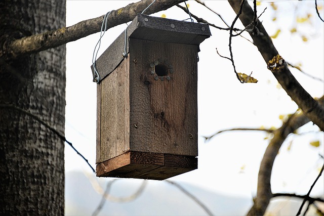 Bird nesting inside cozy wooden box