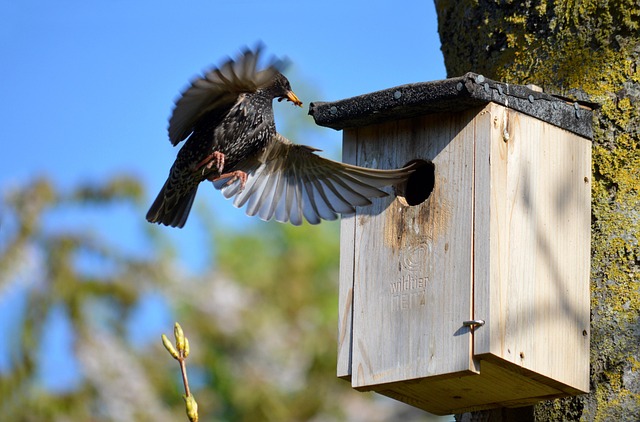 Bird nesting inside cozy wooden box