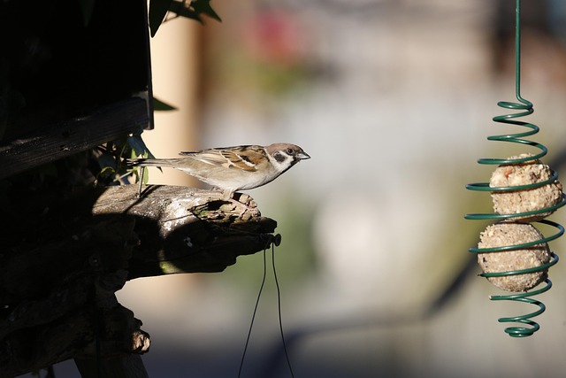 Bird perched on feeder in garden