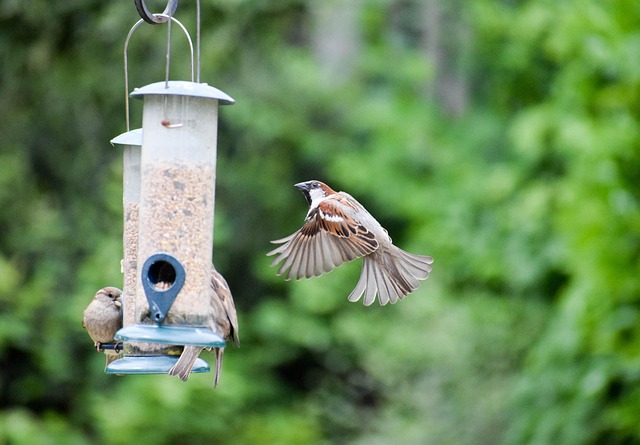 Bird seed scattered on feeder tray