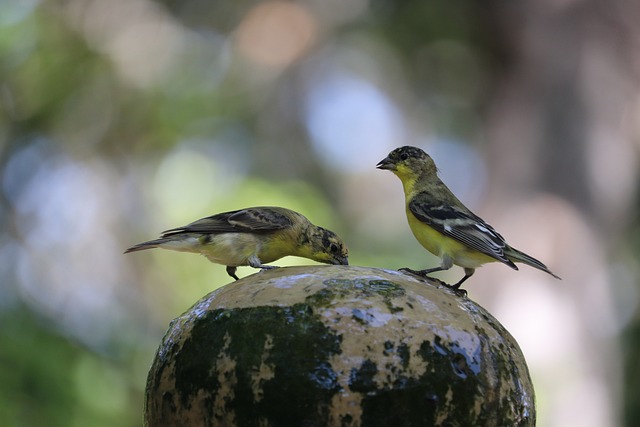 Birdbath with birds drinking water
