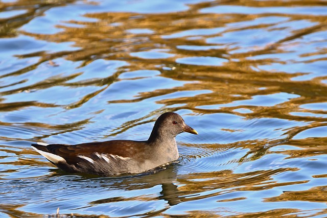 Birdbath with birds drinking water