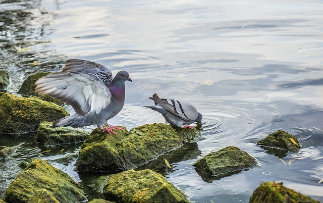 Birds drinking from clean bird bath