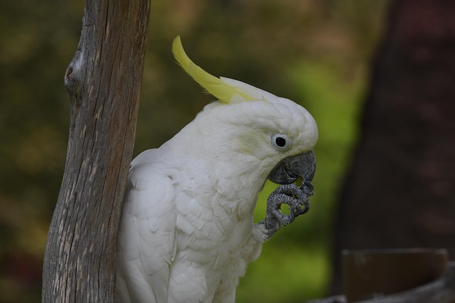 Birds eating mealworms on plate