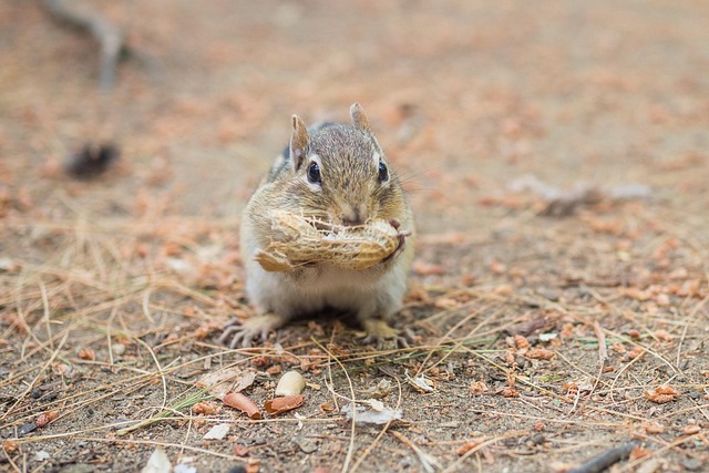 Birds eating peanuts from feeder