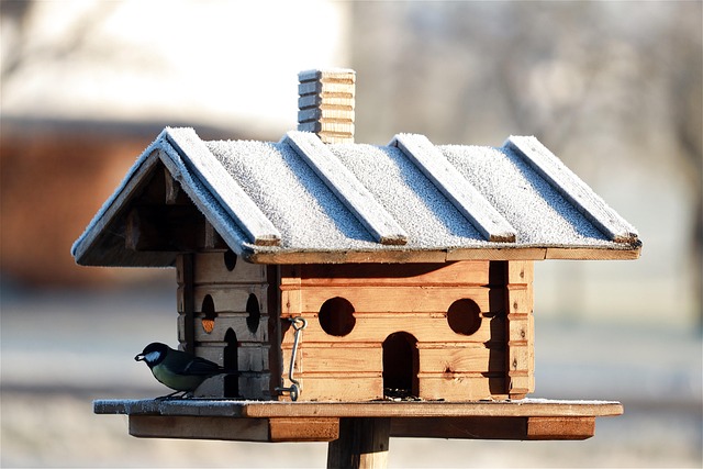 Birds feeding from scattered seed mix