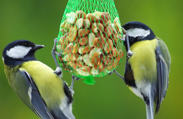 Birds feeding from scattered seed mix