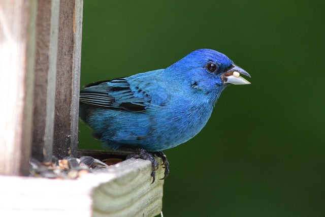 Birds feeding from suspended cage feeder