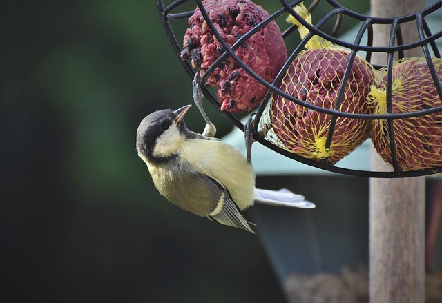 Birds feeding from suspended cage feeder