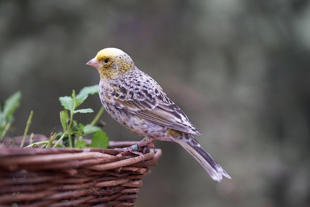 Birds feeding on fruit slices outdoors