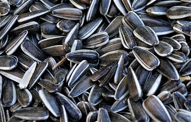 Birds feeding on scattered seeds