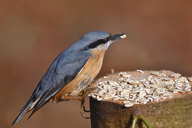 Birds feeding on scattered seeds