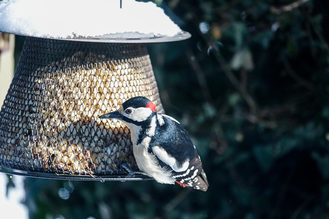 Birds feeding on scattered seeds