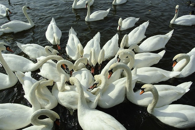 Birds feeding on scattered seeds