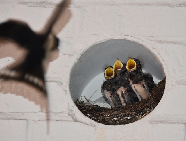 Birds feeding on scattered seeds