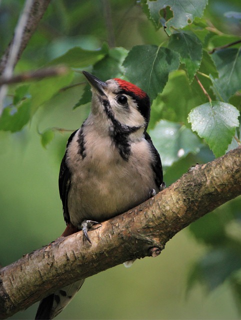 Birds feeding on scattered seeds