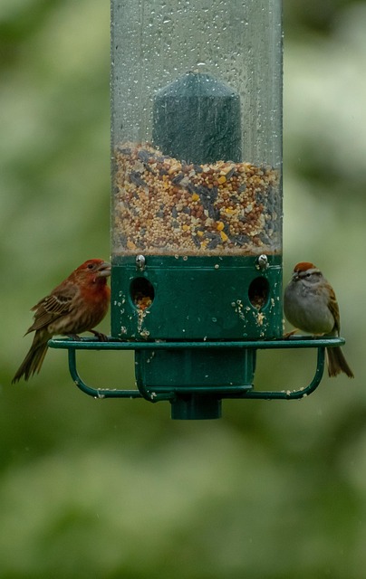 Birds feeding on sunflower hearts