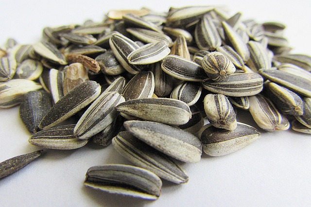 Birds feeding on sunflower hearts
