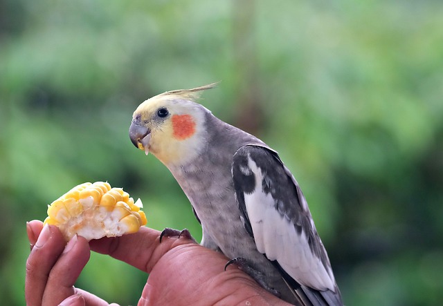 Birds feeding on sunflower hearts outdoors