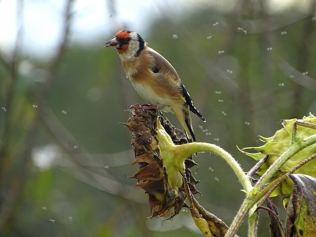 Birds feeding on sunflower hearts outdoors