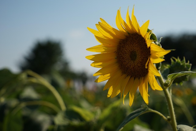 Birds feeding on sunflower seeds