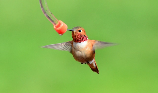 Birds feeding on waterproof feeder