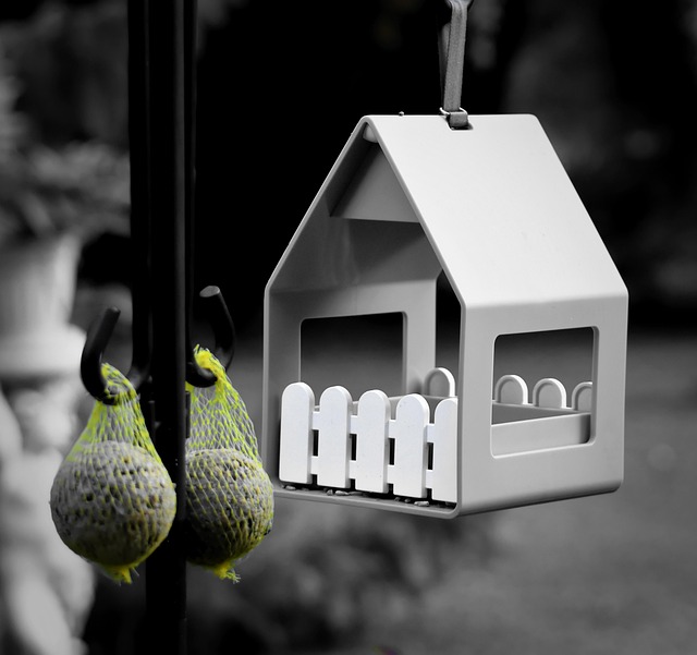 Birds feeding on window bird feeder