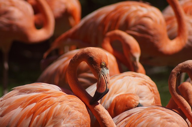 Birds gathered around seed-filled tray