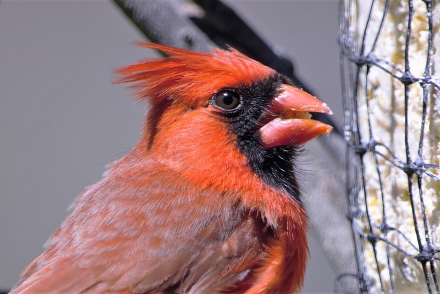 Birds gathering around hanging suet feeder