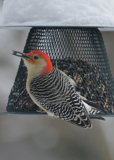 Birds gathering around seed mix
