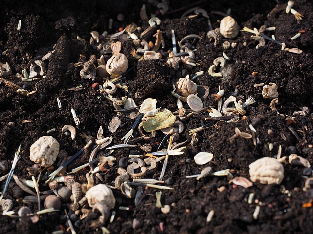 Birds gathering around seed mix