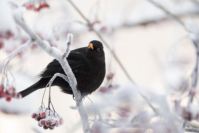 Birds pecking at ripe rowan berries