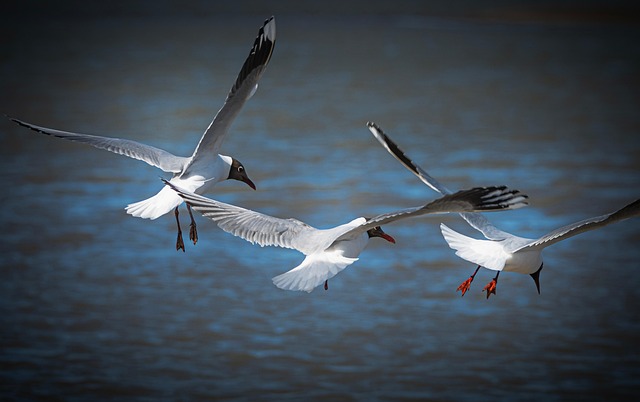 Birds pecking at scattered peanuts
