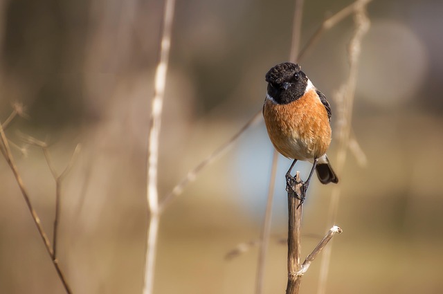 Birds pecking at suet pellets